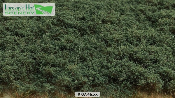Büsche wintergrün niedrig 15 x 21 cm