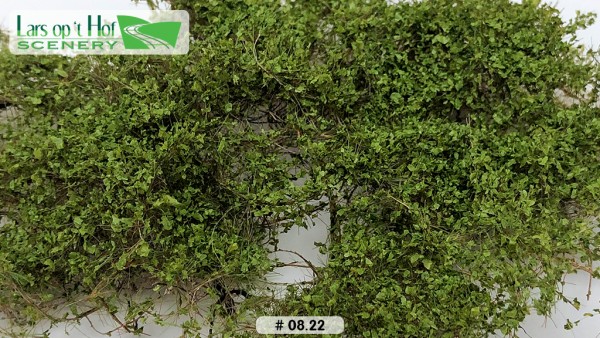 Dornbüsche Mittelgrün